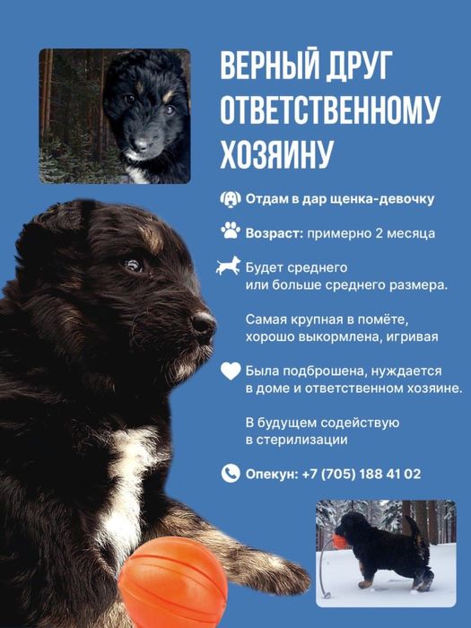 Отдам прекрасных щенят