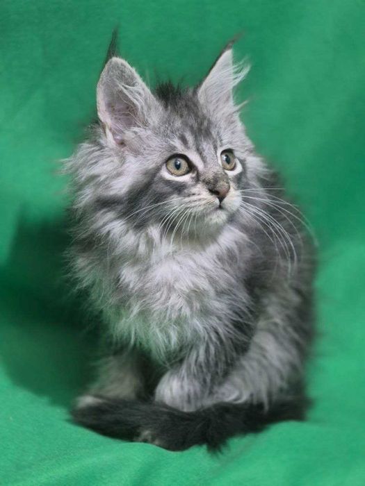 Котенок Мейн кун девочка чистокровная