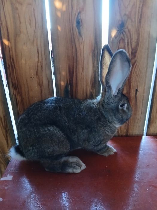 Vand iepuroi urias german