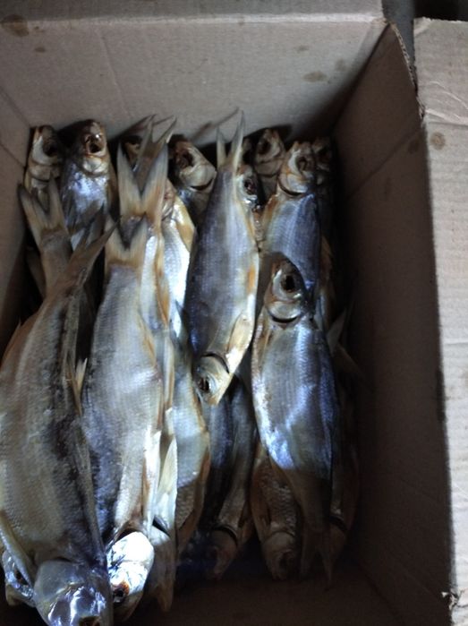 Рыба вяленая продаю.