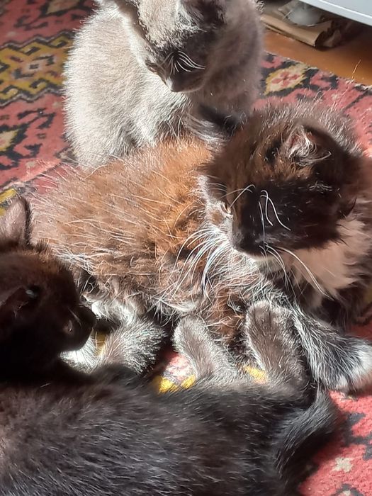 Отдам котят в хорошие руки