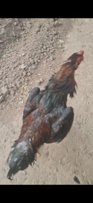 Дакан, бойцов...