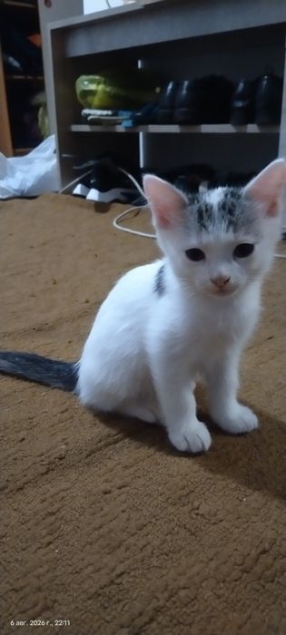 Котенок отдам бесплатно мальчик приучен к лотку