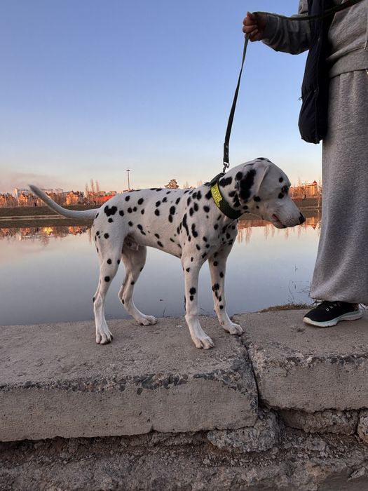 Отдам в добрый руки Далматина