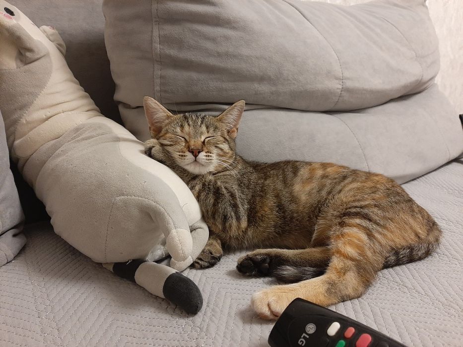 Котенок девочка в добрые руки