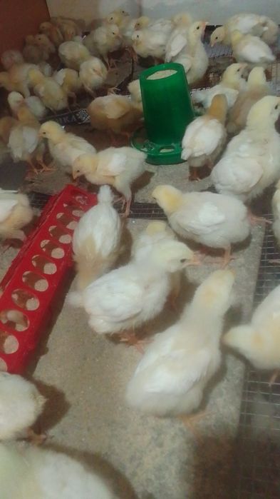 Продам бройлеров шустрые подросшие