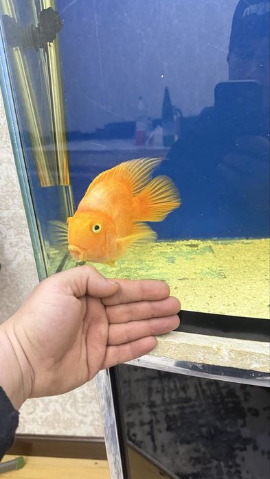 Akvarium sotiladi 250 l barcha aksesuarlari baliqlari bn