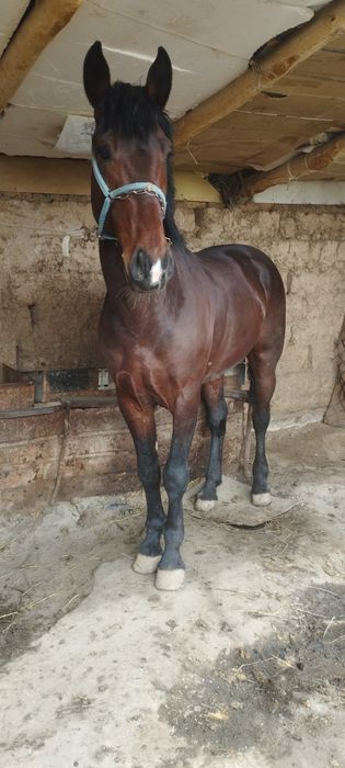 Кокпар ат сатылады 5 жасар срочна