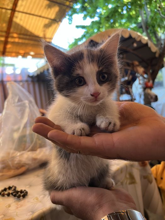 Кошечка в хорошие руки