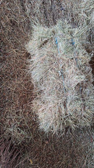 Vand baloti de fan cu transport