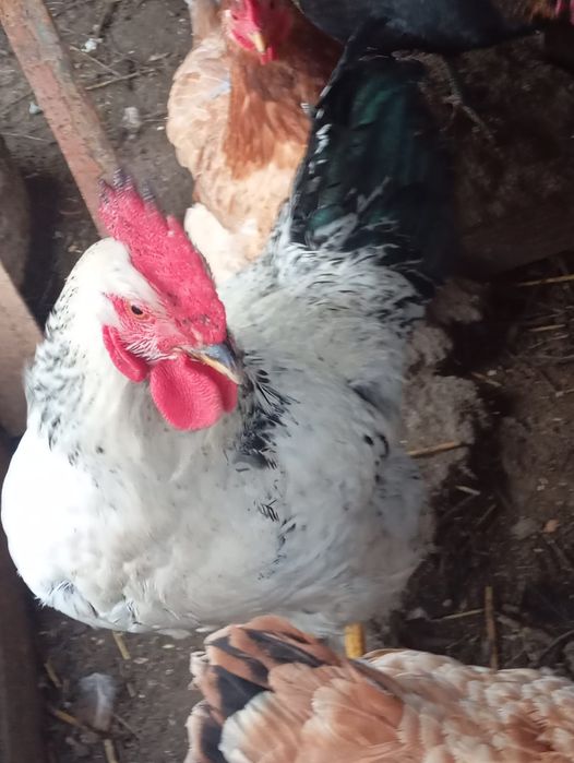 продажа белого, красивого, молодого петуха