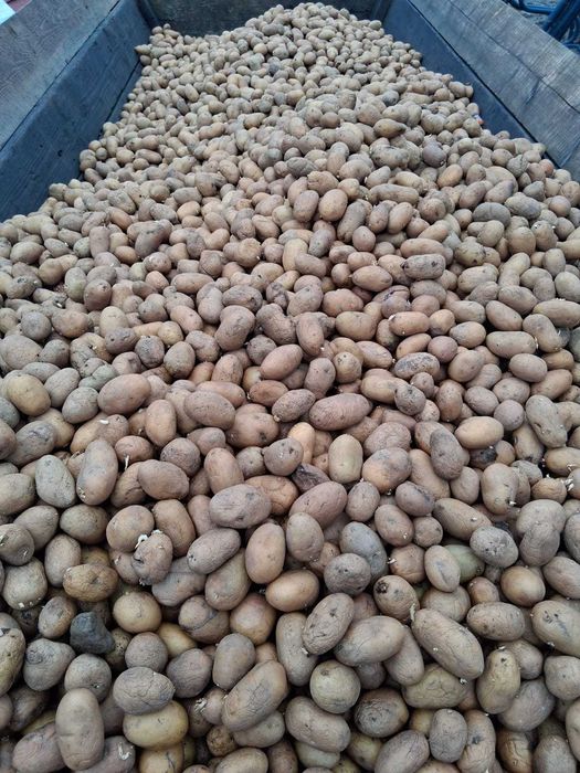 cartofi pentru animale