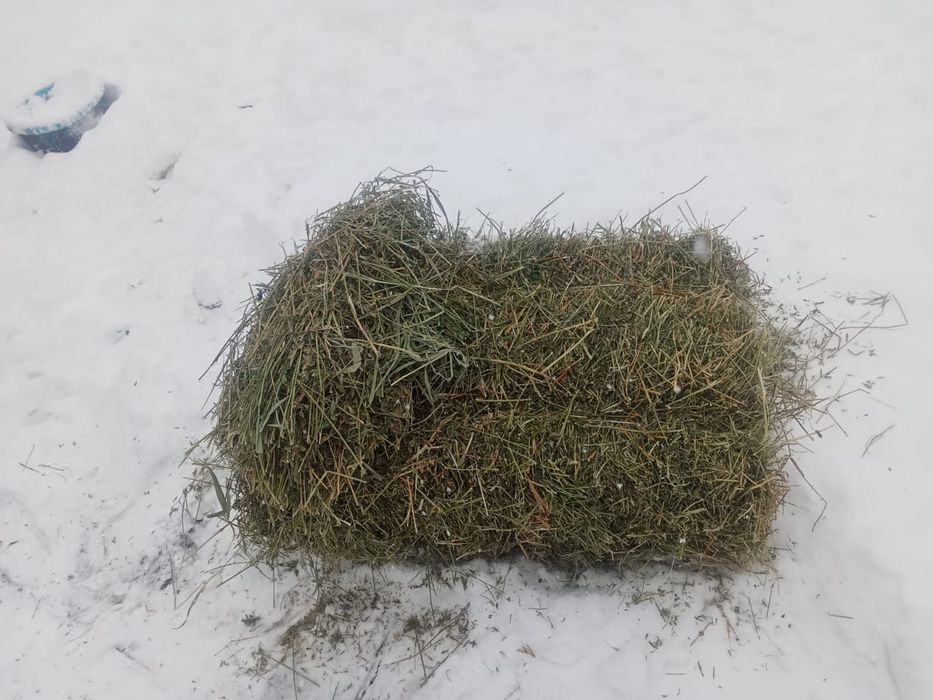 Жонышка кырдын шобы