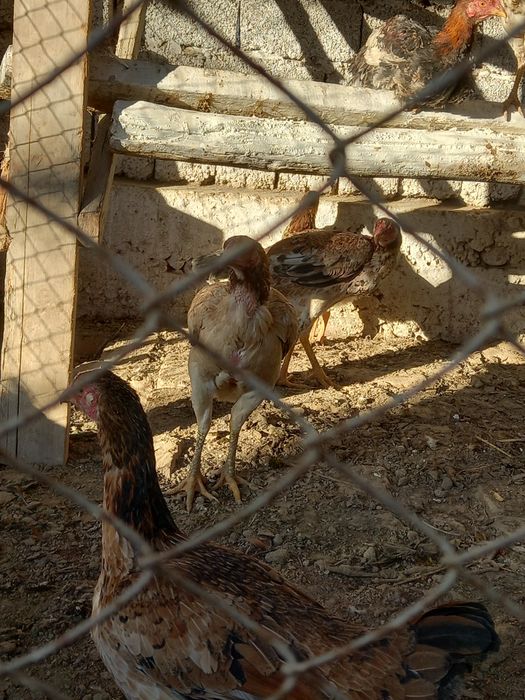 Дакан товук сотилади обменгаям хорозга