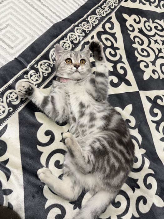 Продам шотландкую котенку девочка