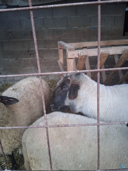 Berbec sulfok bun de monta