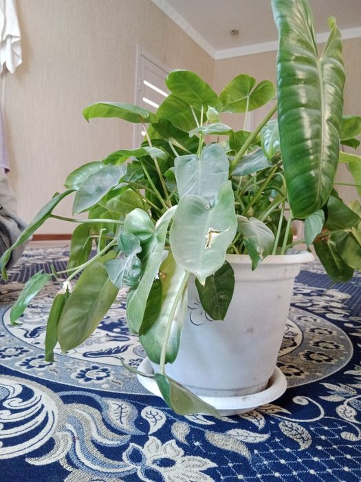 Гүл сатылады жақсы бапталған