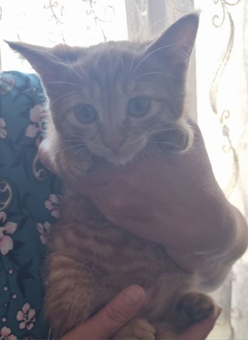 Бесплатно котёнка
