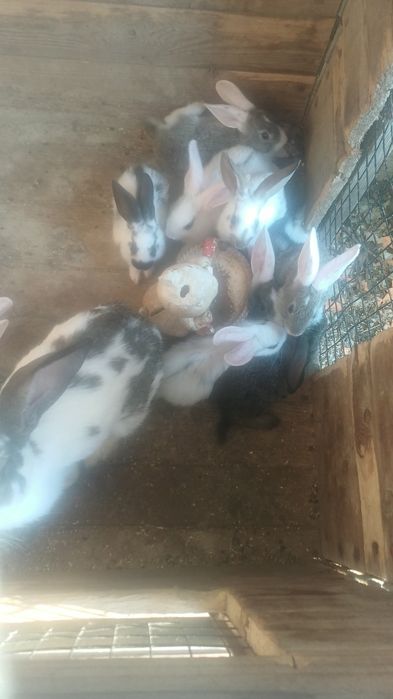 Продам кроликов, 1,5 или 2 месяца. Не кусаются, милые, пушистые .