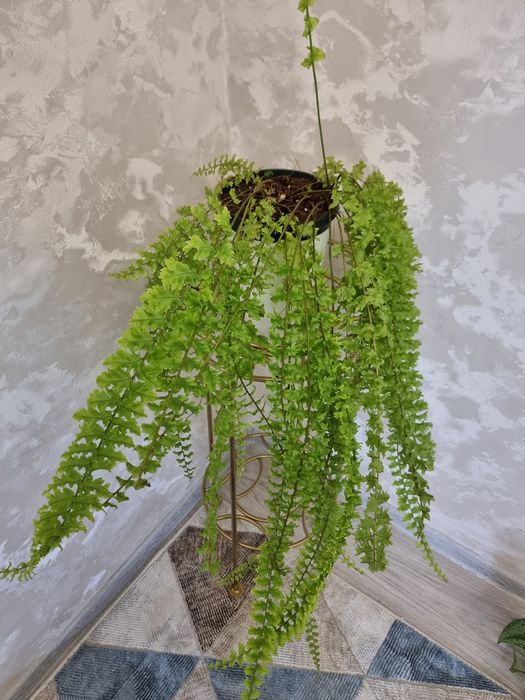 Папоротник. Нефролепис Дассада