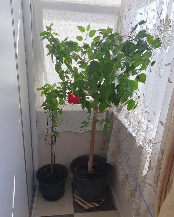 Trandafir, ficus