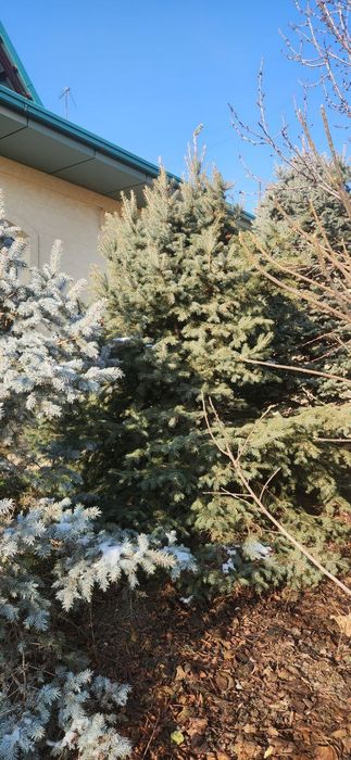 Продаю серебристые и голубые ельи