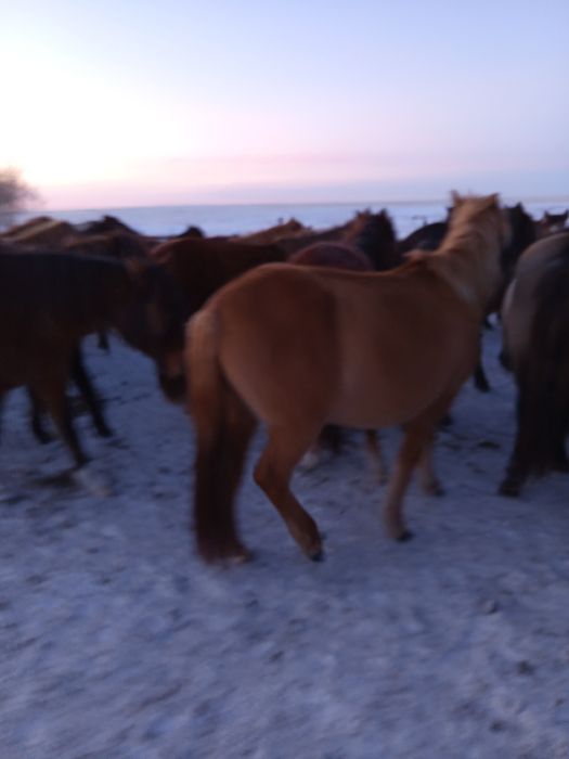 Құла байтал сатылады, буаз