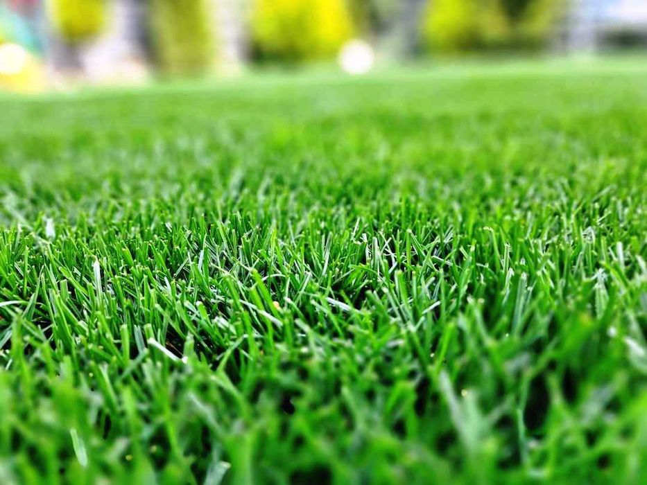 Gazon Rulou Premium pe stoc, Verde Crud - Craiova Dedeman - 29 Lei Mp