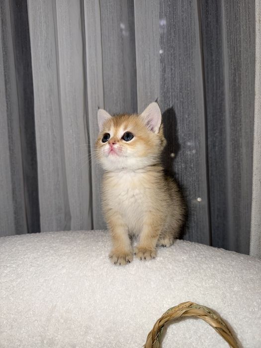 Британская Шиншилла