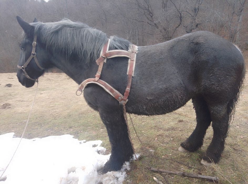 Iapă de vinzare 10 ani