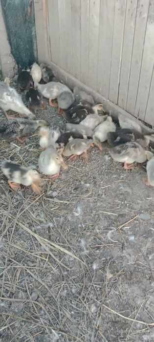 Pui de rata macaitoare