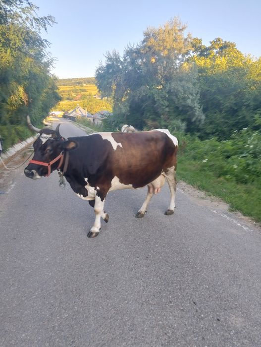 Vacă bălțată românească