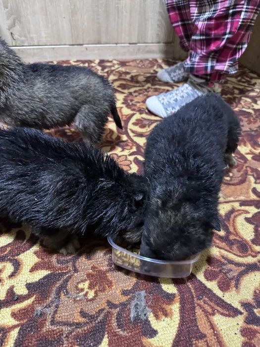 Продам щенят в добрые руки