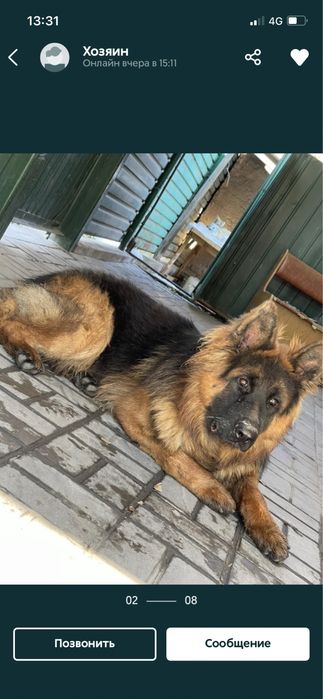 Щенки немецкой овчарки