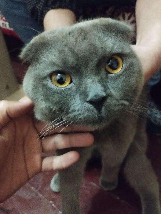 Uy mushugi sotiladi