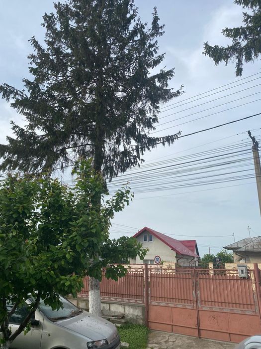 Taiere /toaletare cu alpinisti utilitari /în toate sectoarele din Buc