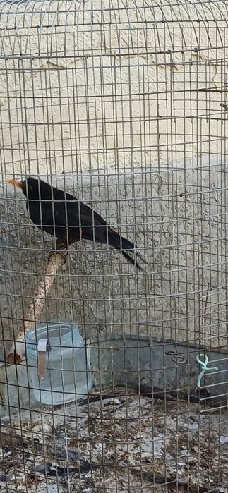 Қора шақ шақ сотилади