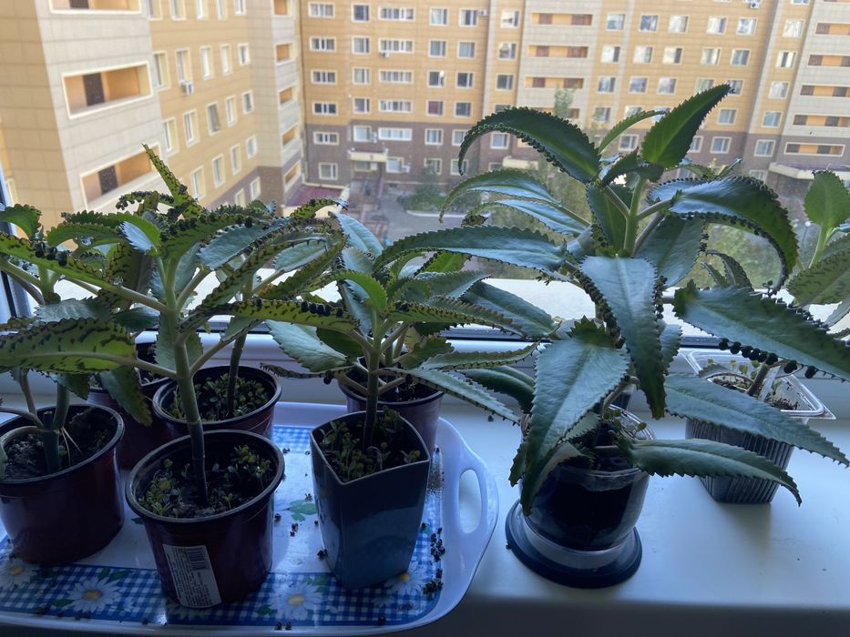 Продам каланхоэ лечебный