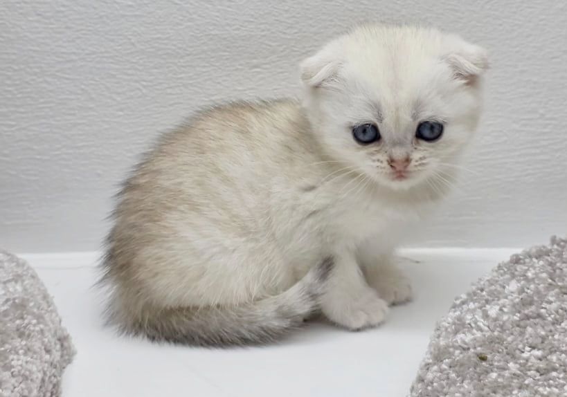 Вислоухая кошечка*