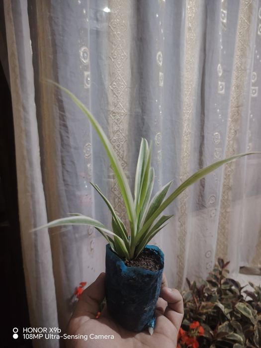Honaki gullar sifatli va arzon manzil chinozda dastafkani gaplawmiz