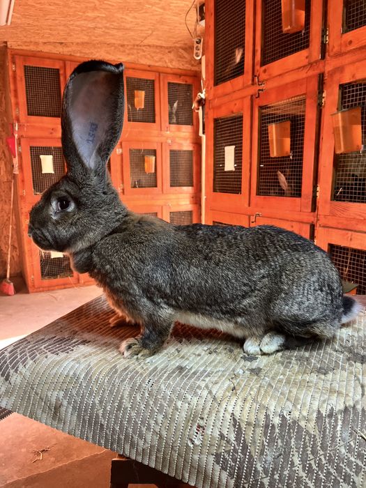 Iepuri Mascul si Femela de Urias German