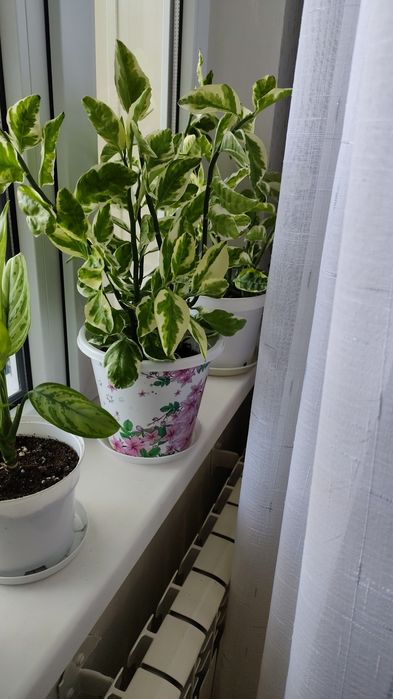 Продам педилантус.