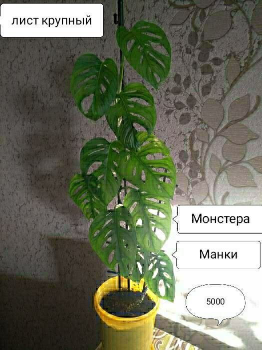 Цветы для дома и офиса