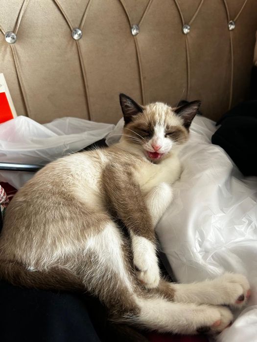 Отдам в хорошие руки кошку