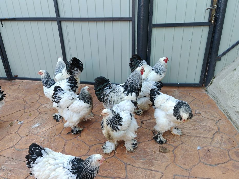 Vind oua ptr incubat