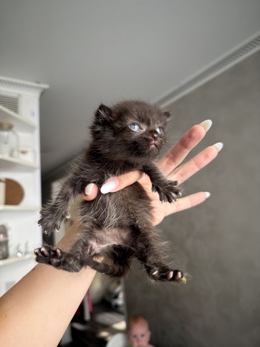 Котенок бесплатно