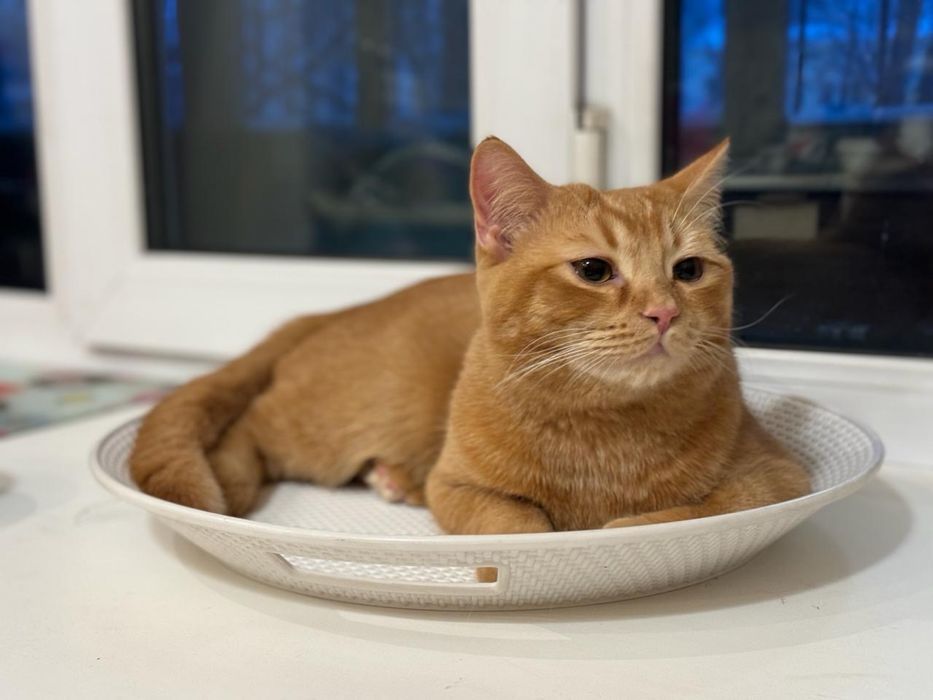 Ищем кошку для вязки кота