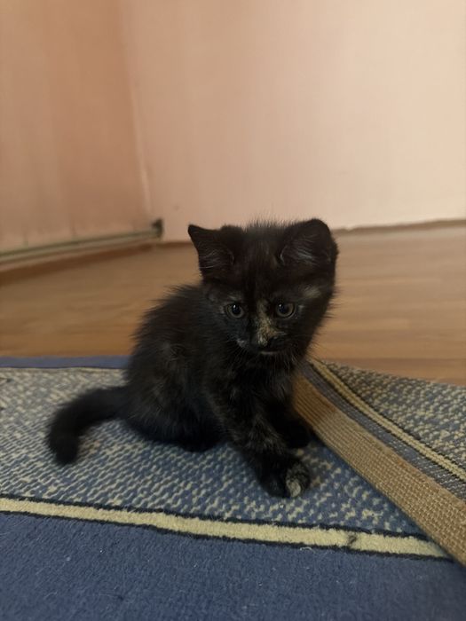 Милые Котята отдам в добрые руки