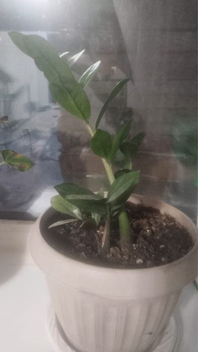 Домашние цветы разные