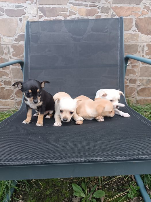 Малки пинчерчета